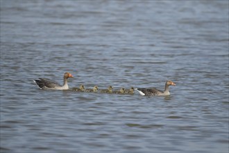 Greylag goose (Anser anser) two adult birds with a family of five juvenile baby gosling birds