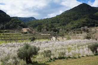 Flowering almond tree (Prunus dulcis), near Valdemossa, Serra de Tramuntana, Majorca, Balearic