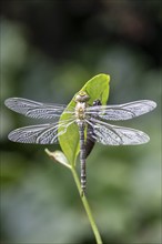 Southern Hawker (Aeshna cyanea) with exuviae, Emsland, Lower Saxony, Germany, Europe