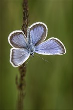 Amanda's blue (Polyommatus amandus), Emsland, Lower Saxony, Germany, Europe