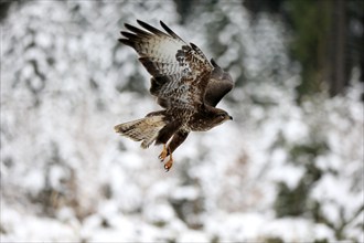 Common buzzard (Buteo buteo), adult in winter, flying, in the snow, Zdarske Vrchy,