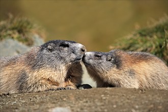 Alpine marmot (Marmota marmota), adult, resting, social behaviour, juvenile, Großglockner massif,