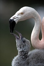 Chilean flamingo (Phoenicopterus ruber chilensis), adult, juvenile, feeding, South America