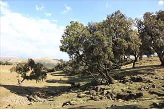 In the highlands of Abyssinia, in the Semien Mountains, landscape in the Semien Mountains National