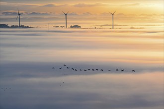 Flock of cranes (Grus grus) flying above the fog with wind turbines in the background on a