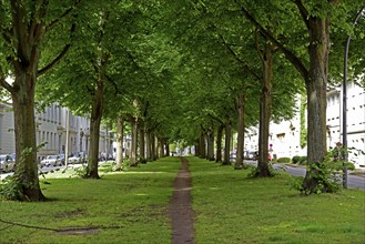 Europe, Germany, Hanseatic City of Hamburg, Altona district, Palmaille, footpath between the trees,