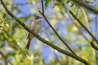 Common whitethroat, greater whitethroat (Curruca communis, Sylvia communis) perched in tree in