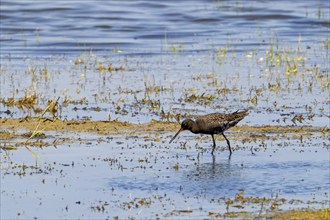 Spotted redshank (Tringa erythropus) in breeding plumage foraging in shallow water of wetland in