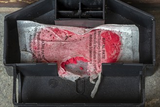 Open mouse bait station showing nibbling traces on bag with Brodifacoum rodenticide, poisonous