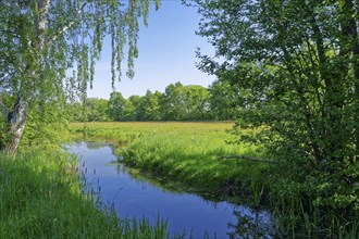 Dannefeld moor ditch on the Kahnstieg in the UNESCO Drömling Biosphere Reserve. Dannefeld,