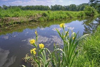 Yellow marsh iris (Iris pseudacorus) in the wetlands of the River Ohre in the UNESCO Drömling