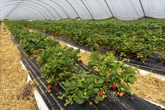 Harvest of strawberries, strawberry cultivation in the open, under a foil tunnel, young strawberry