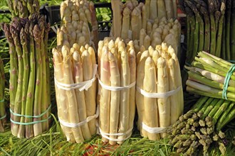 Vegetables, white and green asparagus, market stall, Venice, Italy, Europe