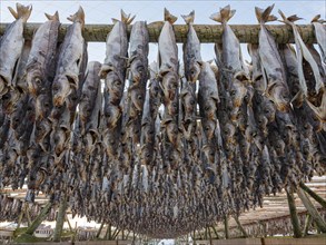 Atlantic cod (Gadus morhua) hung up to dry as stockfish, an old preservation method, Lofoten,