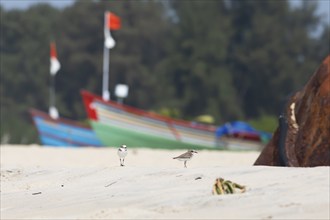 Typical wader (Calidris) at Marari Beach or beach, behind colourful fishing boats, Mararikulam,