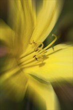 Flower impression, yellow daylily (Hemerocallis lilioasphodelus), zoom effect