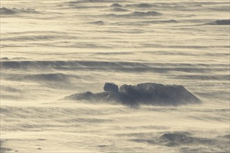 Pack ice with strong wind and flying snow, Snow hill island, Weddel Sea, Antarctic Peninsula,