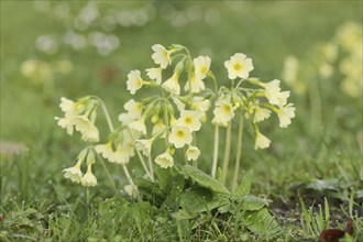 True oxlip (Primula elatior) in spring, North Rhine-Westphalia, Germany, Europe