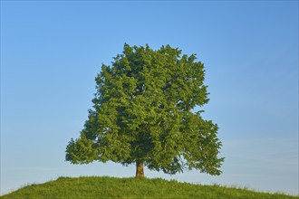 A single large lime tree (Tilia), standing on a hill with a meadow, under a clear blue sky, summer,