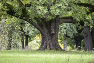 Striking tree in Rosensteinpark, Stuttgart, Baden-Württemberg, Germany, Europe