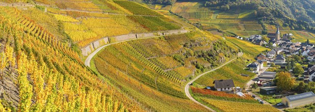 Vineyards in autumn, Mayschoß, Ahr valley, red wine of the Pinot Noir and Portugieser grape is