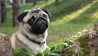 Pets, dog, pug, English dog breed, AI-generated, AI generated