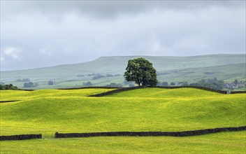 Farms in Yorkshire Dales National Park, North Yorkshire, England, United Kingdom, Europe