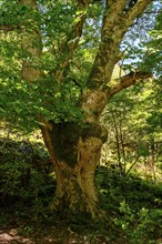 Sycamore maple, Milseburg, Kuppenrhön, Rhön, Hesse, Germany, Europe