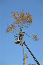 Europe, Germany, Niederschsen, Stade district, tree felling, Europe