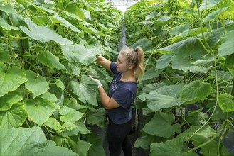 Cultivation of mini cucumbers, snack cucumbers, in a greenhouse, near Straelen, North