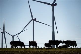 Cows on a pasture, wind farm near Bad Wünneberg, East Westphalia Lippe, North Rhine-Westphalia,