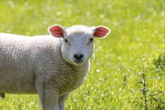 Lamb on a sheep pasture, Swabian Alb near Gomadingen, Baden-Württemberg, Germany, Europe