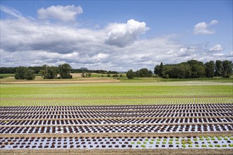 Young lettuce growing in a field, lettuce cultivation, vegetable cultivation, cultivation of