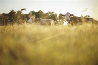 Young bulls graze in a meadow near Born am Darß shortly after sunrise. Born, 01.08.2024