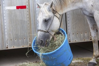 Oklahoma City, Oklahoma, A horse feeds from a bucket at the Great Plains Rodeo, an annual gay rodeo