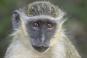 Vervet monkey (Cercopithecus aethiops), Gambia, West Africa, Africa, Primates, Portrait, Africa /