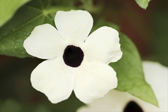 Black-eyed susan vine (Thunbergia alata), flower, ornamental plant, North Rhine-Westphalia,