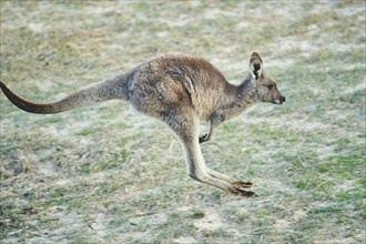 Close-up of an eastern grey kangaroo (Macropus giganteus) wildlife in Australia