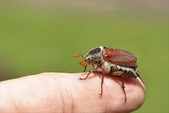 Northern cockchafer (Melolontha hippocastani), male, on a finger, Wilnsdorf, North