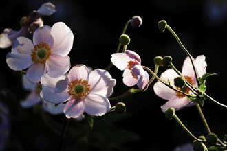 Beautiful flower of an anemone, summer, Germany, Europe