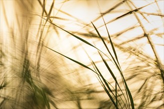 Play of light in the reeds, wind, dynamics, movement, Lake Dümmer, Lembruch, Lower Saxony, Germany,