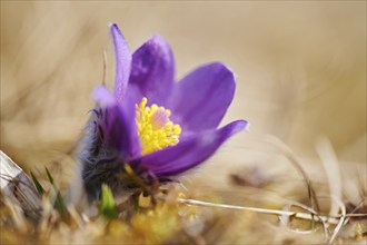 Pasque flower (Pulsatilla vulgaris) flowering in spring, Upper Palatinate, Bavaria, Germany, Europe