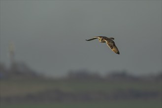 Short-eared owl (Asio flammeus) adult bird in flight, Kent, England, United Kingdom, Europe