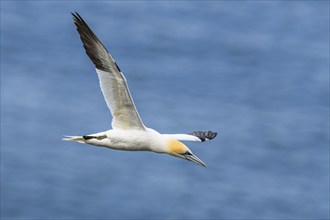 Northern Gannet, Morus bassanus, bird in flight over sea