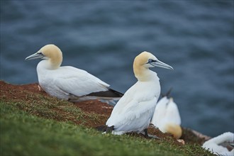 Close-up of Northern gannet (Morus bassanus) in spring (april) on Helgoland a small Island of