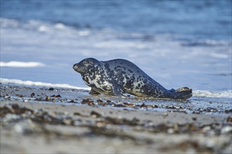 Close-up of harbor or harbour seal (Phoca vituliana vitulina) in spring (april) on Helgoland a