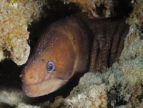 Brown moray eel, masked moray eel (Gymnothorax unicolor) with blue eye hiding in a rock formation