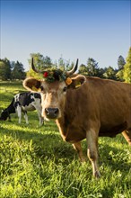 Cow decorated with flowers, cattle drive, Münstertal, Southern Black Forest, Black Forest,