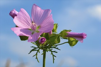 Musk mallow (Malva moschata), close-up against a blue sky, in summer, Spessart, Bavaria, Germany,