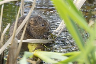 Water vole (Arvicola amphibius) adult animal eating pond weed in a lake in the summer, Suffolk,